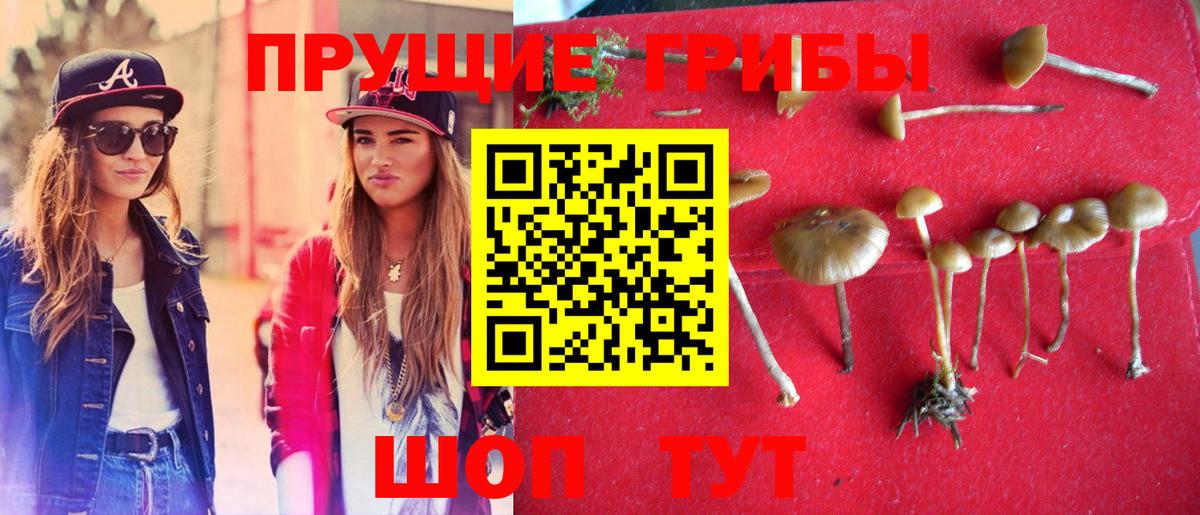 Черкесск  Псилоцибиновые грибы Psilocybine cubensis  Вход с VPN 
